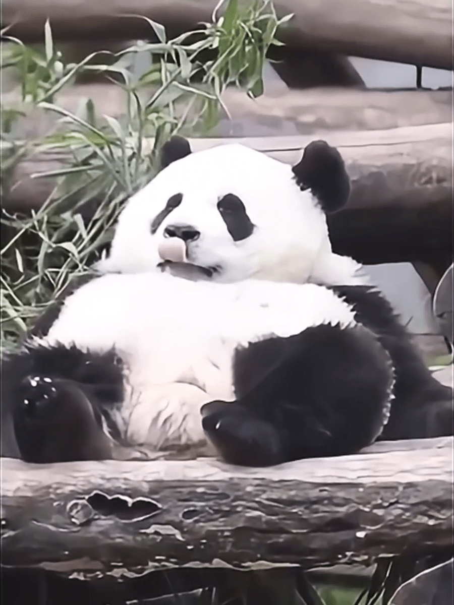 Drawear - Redraw pictures to a wearable Art T-Shirt(Panda: Sit Like a Boss)