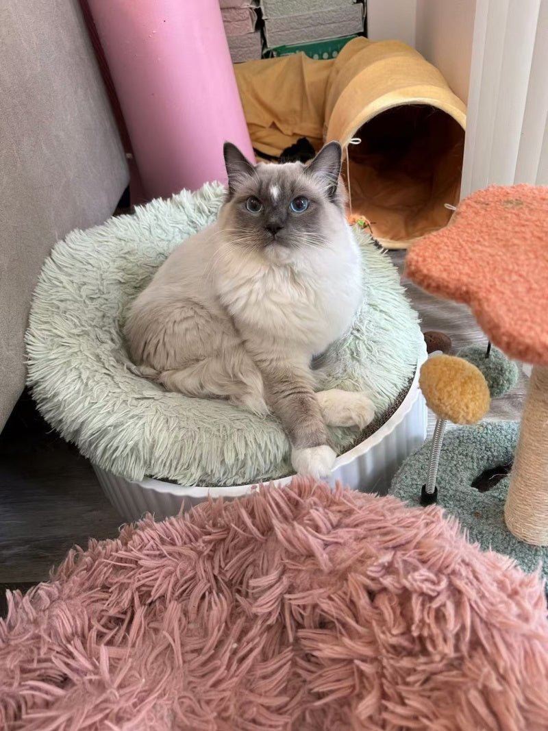 Drawear - Redraw pictures to a wearable Art T-Shirt(Cat Name: Didi)