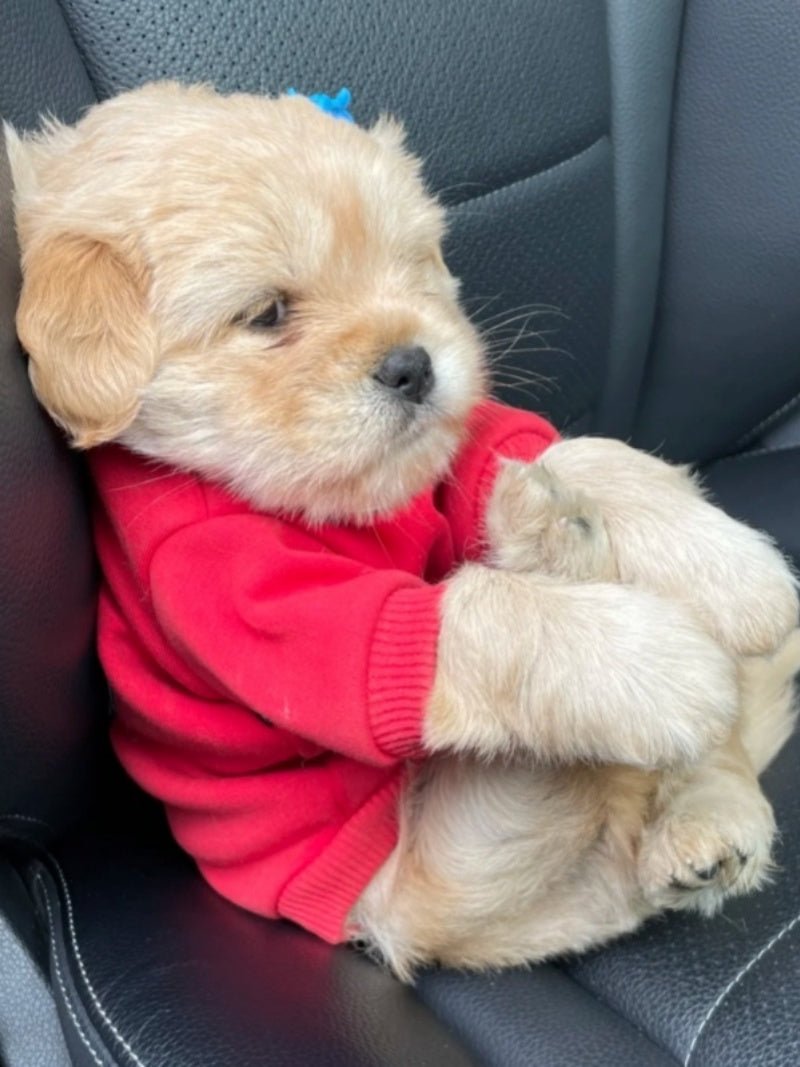 Drawear - Redraw pictures to a wearable Art T-Shirt(Dog Name: Bear)