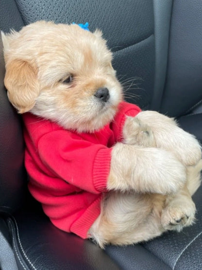 Drawear - Redraw pictures to a wearable Art T-Shirt(Dog Name: Bear)